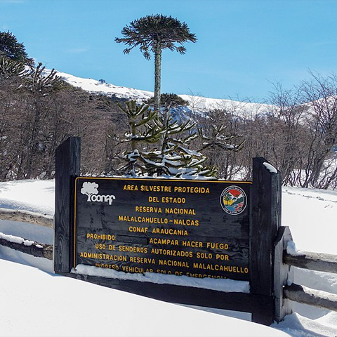 Trekings internándose en algunos de los mayores atractivos en la Reserva Nacional Malalcahuello.